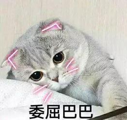 娱乐吃瓜君和折耳猫,揭秘娱乐圈的萌宠故事